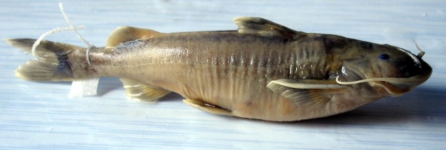 Glyptothorax minimaculatus Li, 1984